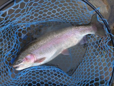 天竜川ルアーフライ専用区